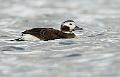 Havelle - Long-tailed Duck (Clangula hyemalis)ad. female